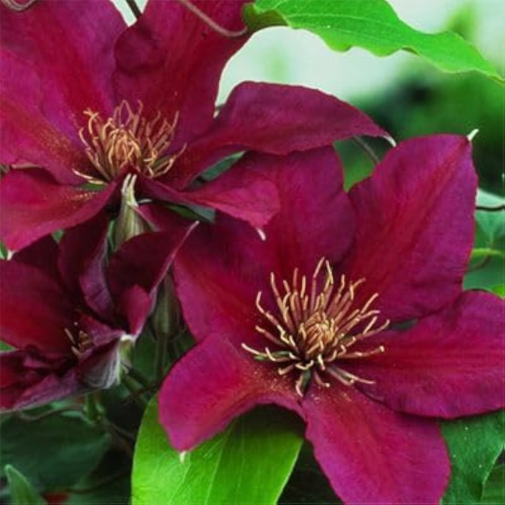 Non-GMO Burgundy Clematis Seeds