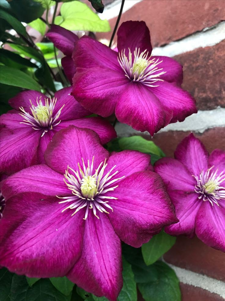 Non-GMO Burgundy Clematis Seeds for Gardening