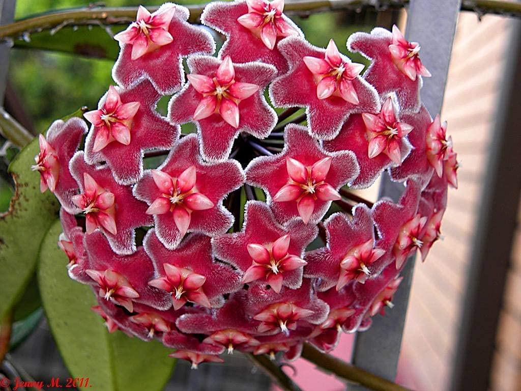 Non-GMO Burgundy Hoya Flowering Seeds