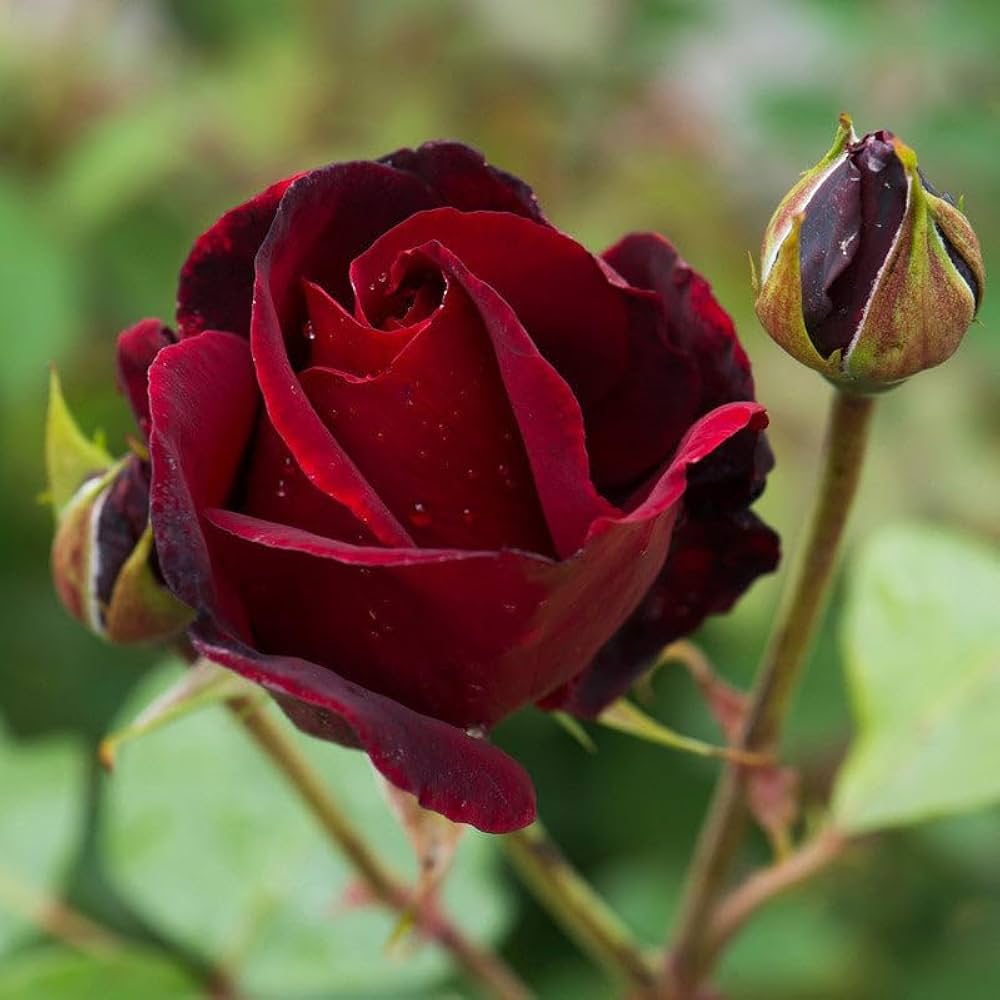 Non-GMO Burgundy Rose Seeds for Gardening