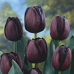Non-GMO Burgundy Tulip Flower Seeds