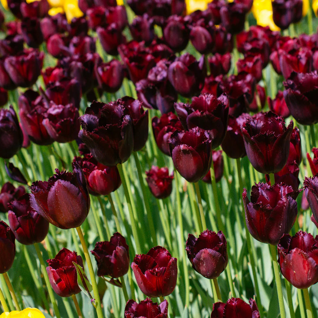 Non-GMO Burgundy Tulip Seeds for Gardening