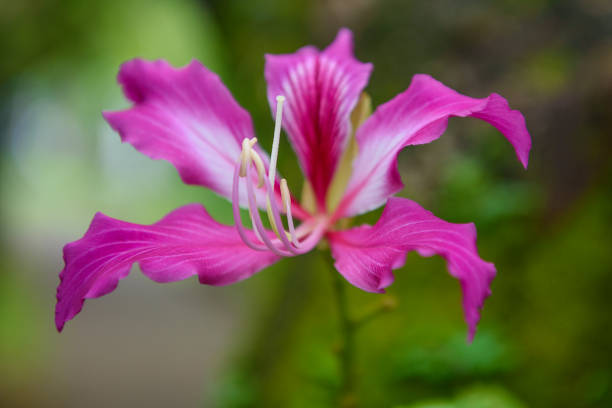 Non-GMO Butterfly Orchid Seeds for home gardening