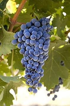 Non-GMO Cabernet Sauvignon Grape seeds for easy planting