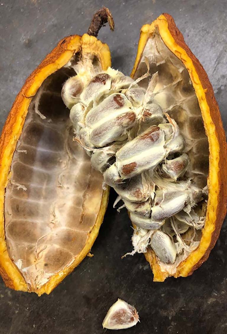 Non-GMO cacao seeds for home gardeners