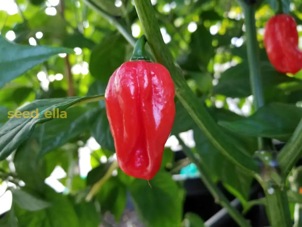 Non-GMO Cachucha Pepper seeds for planting