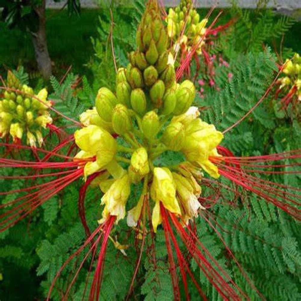 Non-GMO Caesalpinia Gilliesii Flower Seeds