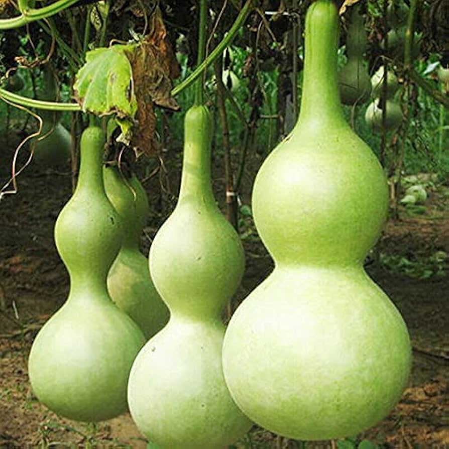 Non-GMO Calabash squash seeds for home garden
