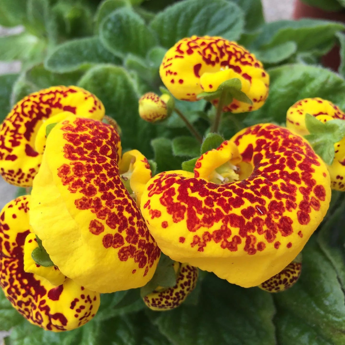 Non-GMO Calceolaria Crenatiflora Seeds Planting Guide