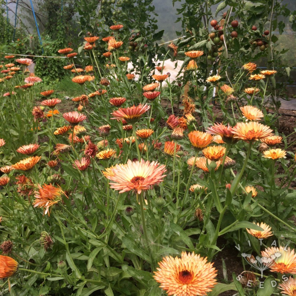 Non-GMO Triangle Flashback Calendula seeds for pollinator gardens