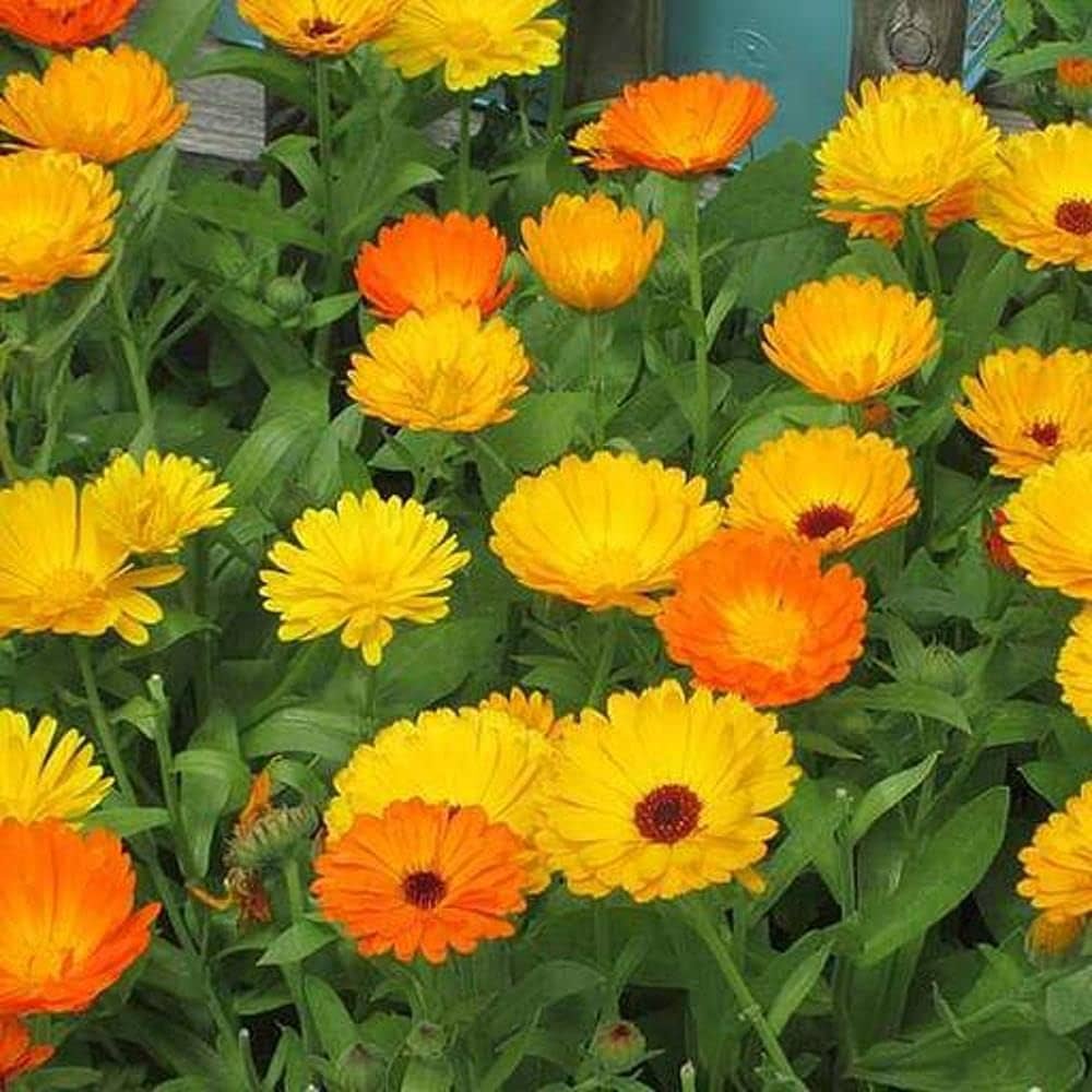 Calendula Container カレンデュラ(Calendula officinalis)種子を購入 – スキン&ビューティーのための一般的なカレンデュラ