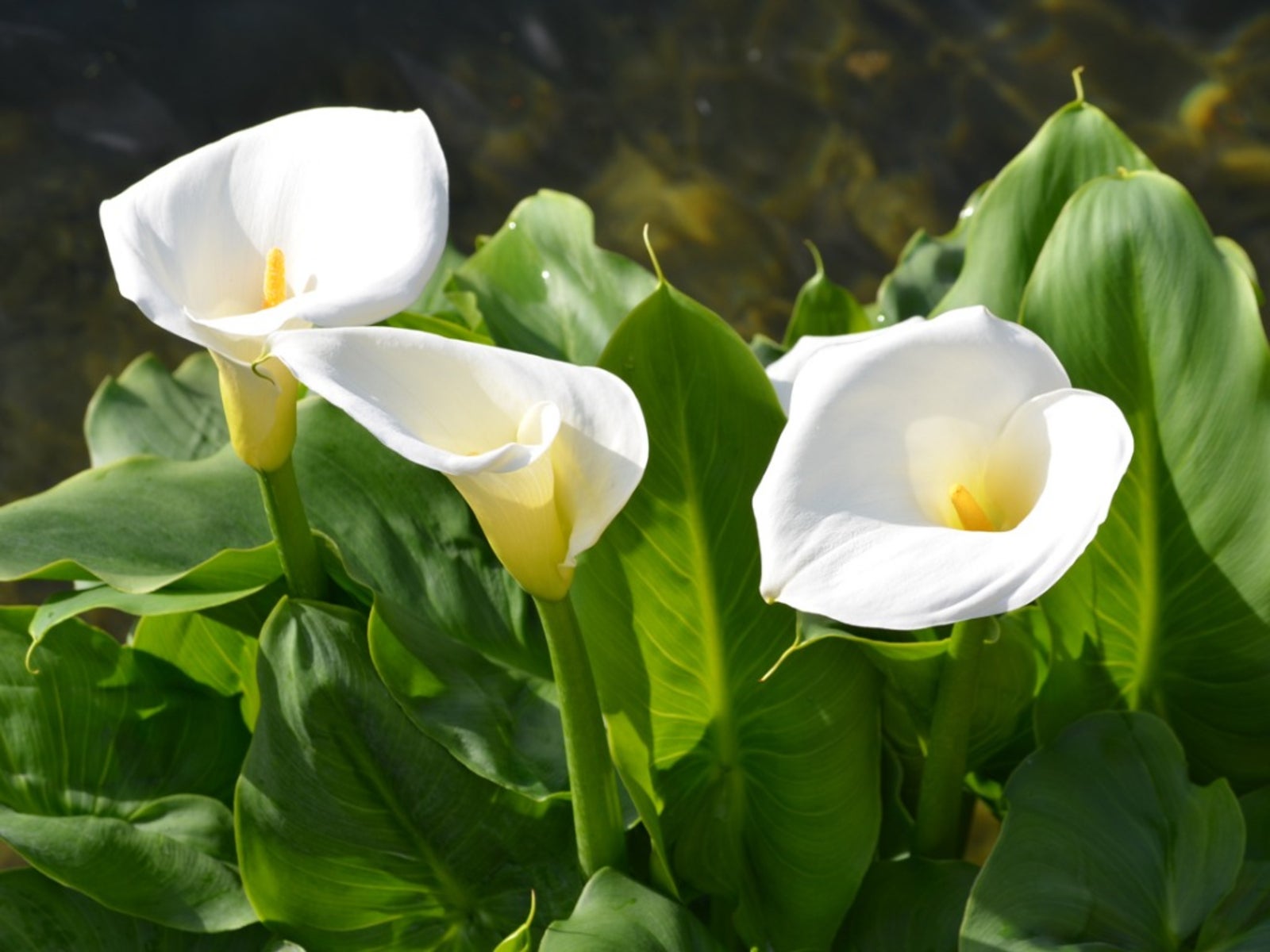Non Gmo Calla Flower Seeds