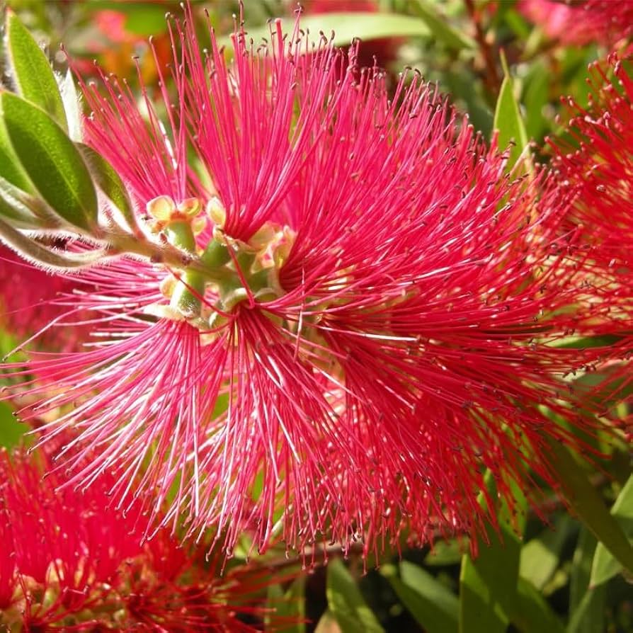 Non-GMO Vibrant Callistemon Flower Seeds