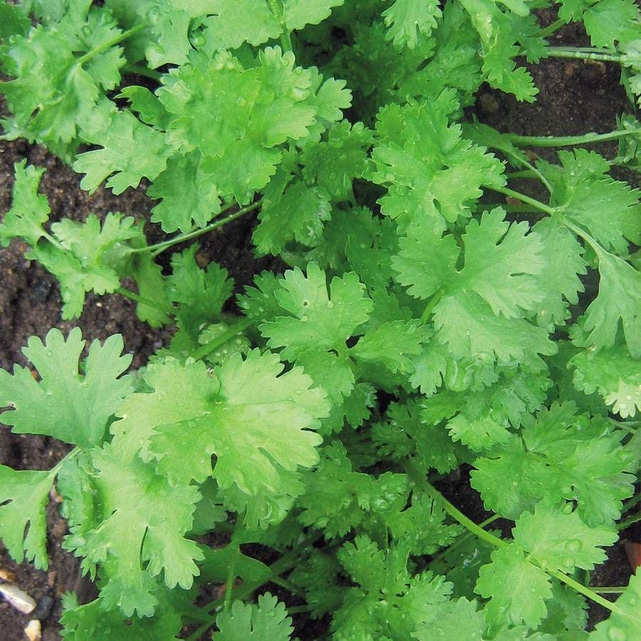 Non-GMO Calypso Cilantro seeds for outdoor gardening