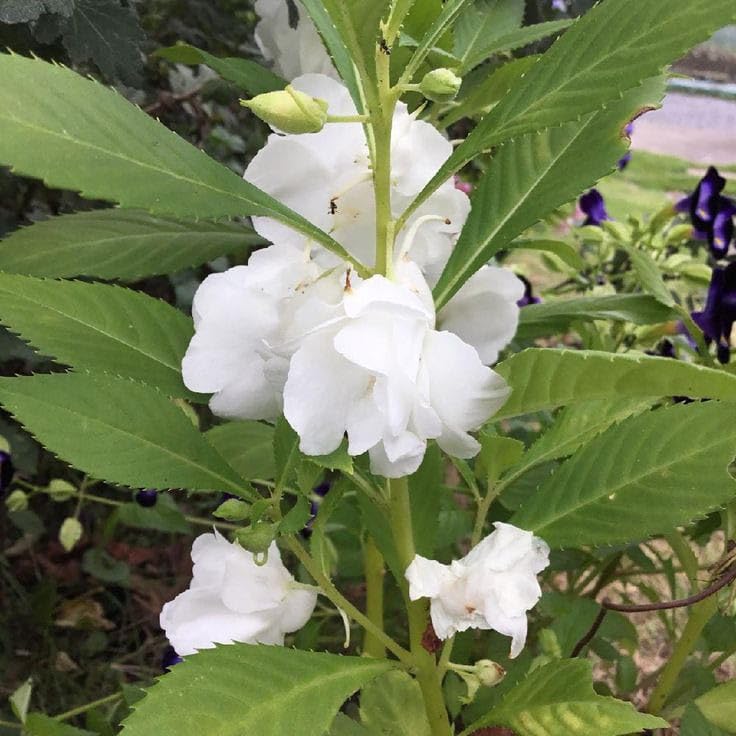 Non-GMO White Camellia Seeds for Gardening