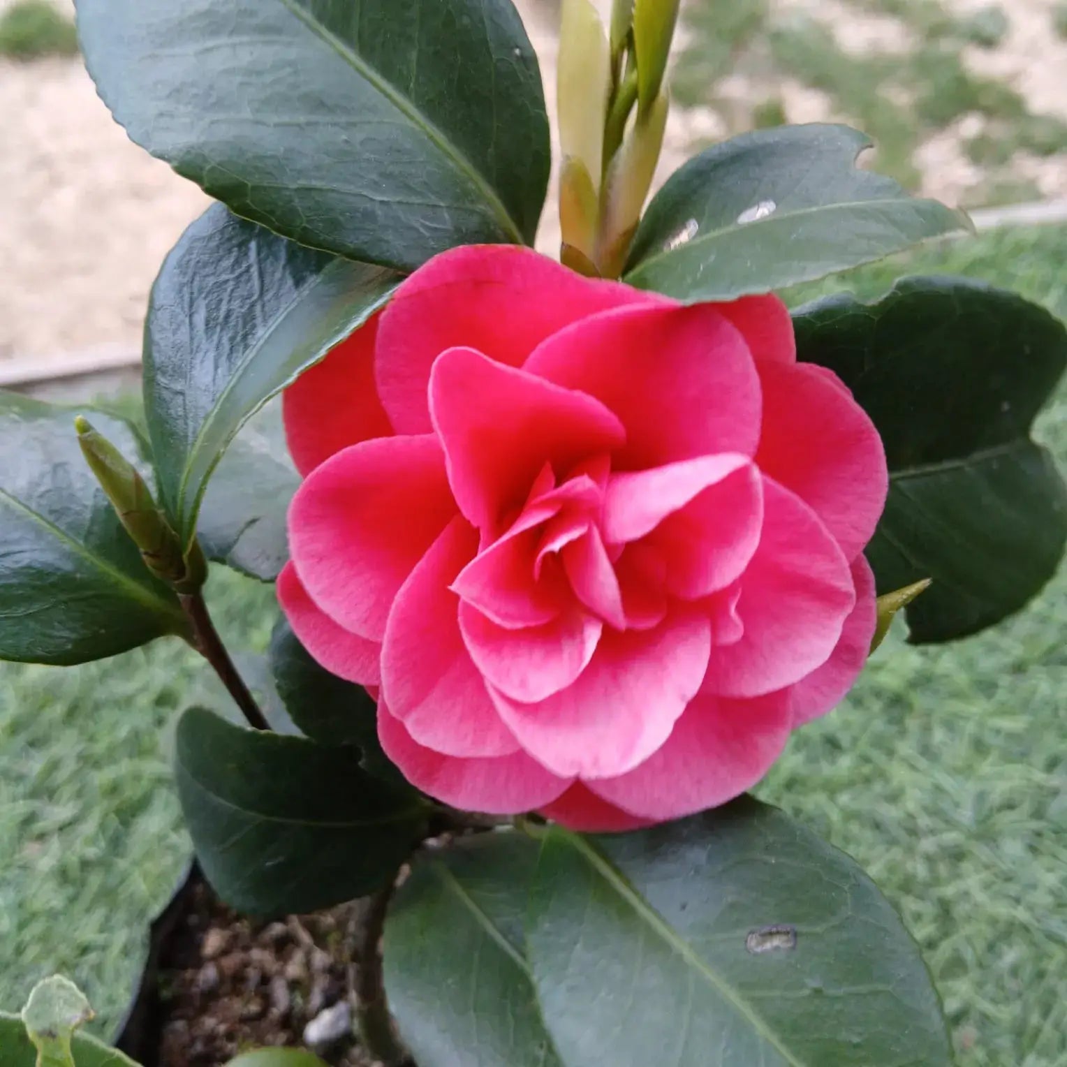 Non-GMO Camellia Flower Seeds
