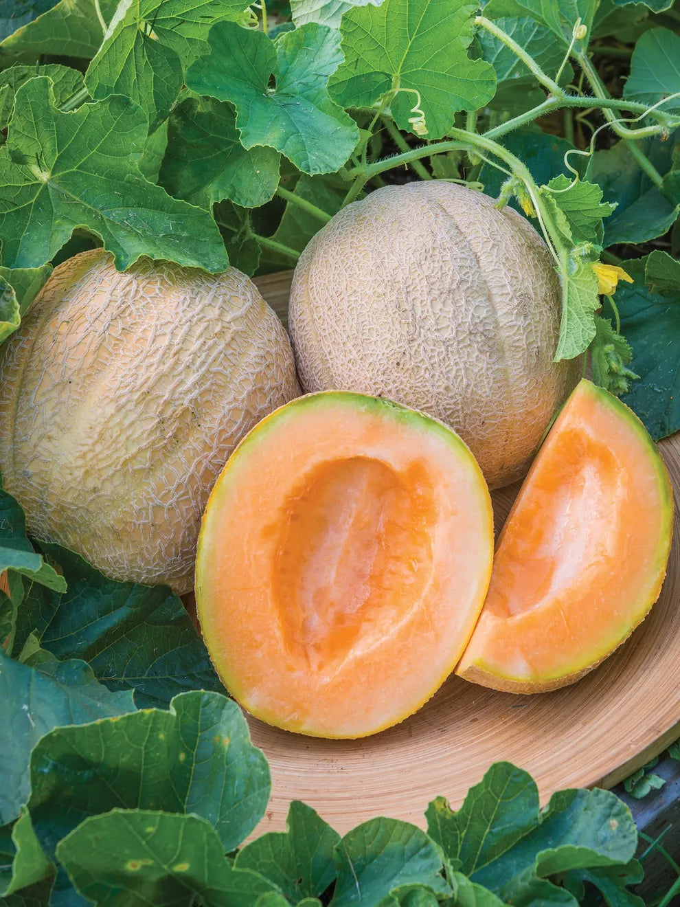 Non-GMO cantaloupe melon seeds for summer harvest