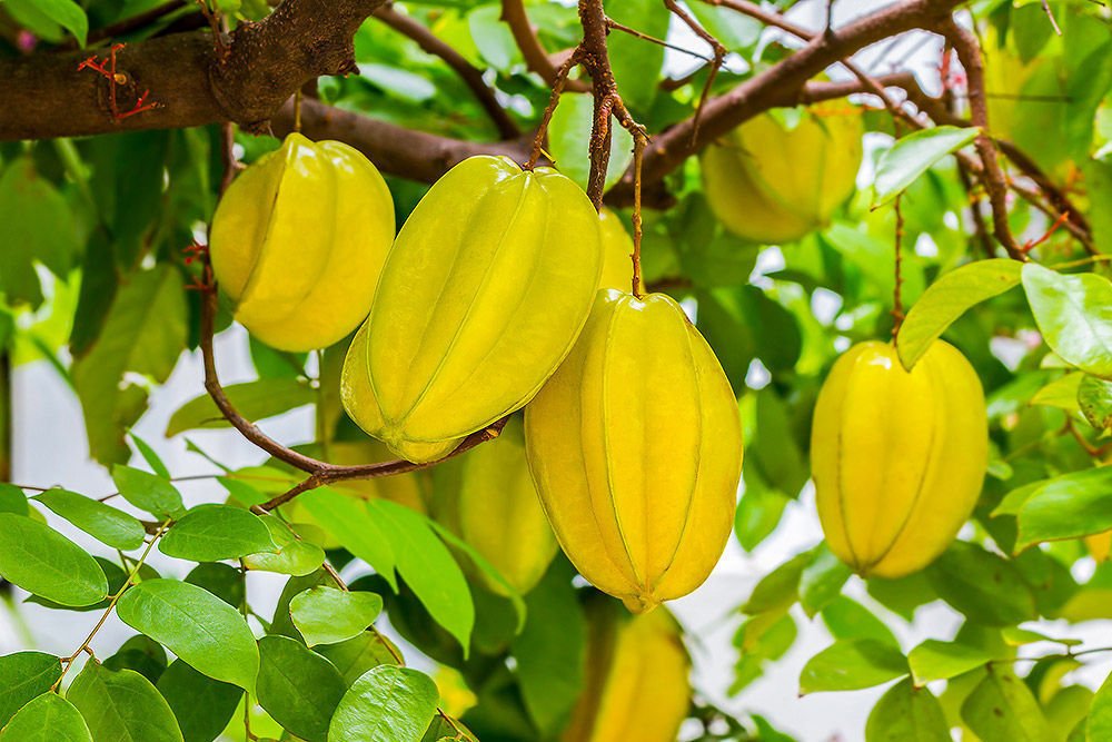 Non-GMO Carambola Seeds for Growing Tropical Trees