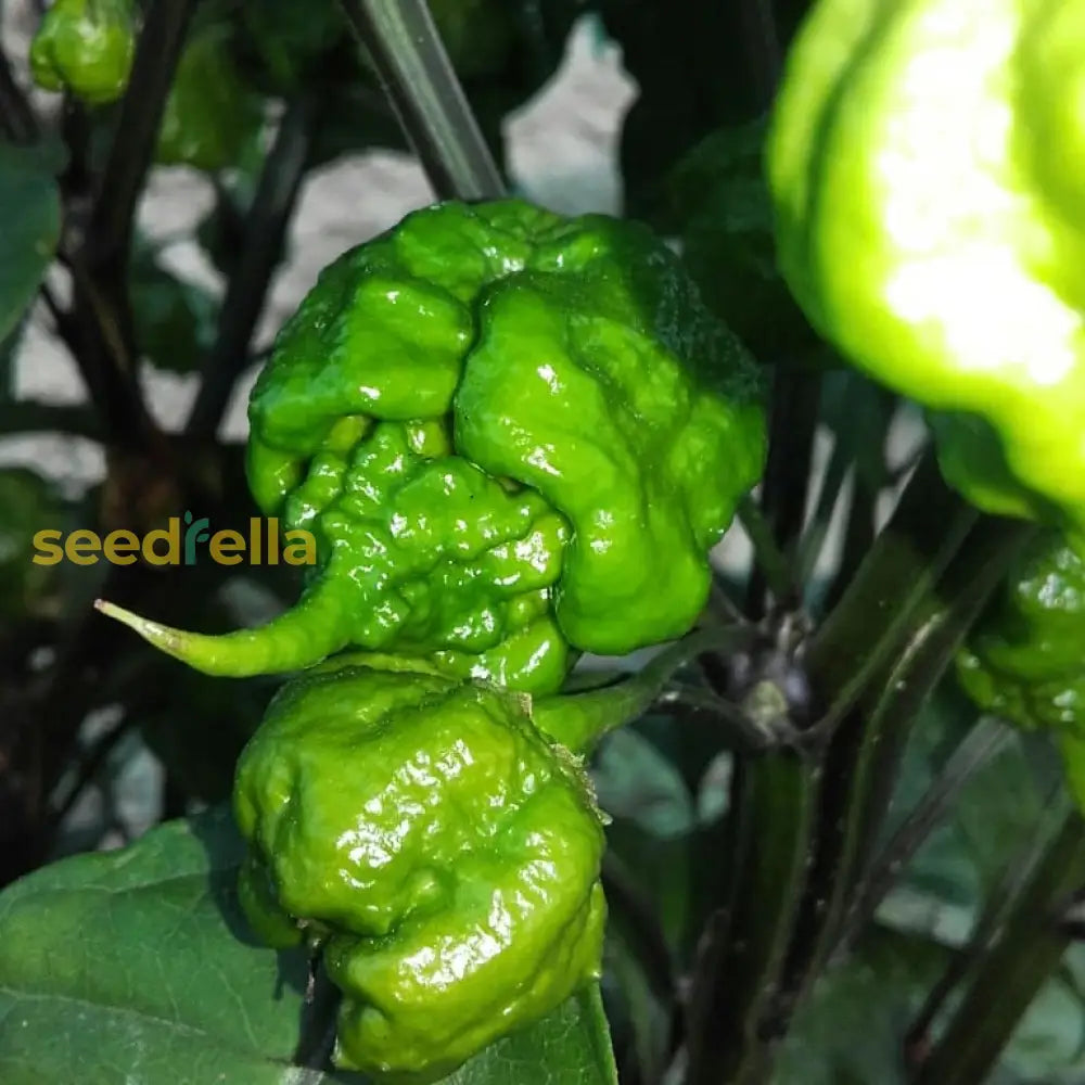 Non GMO Carolina Reaper chili seeds for warm season planting