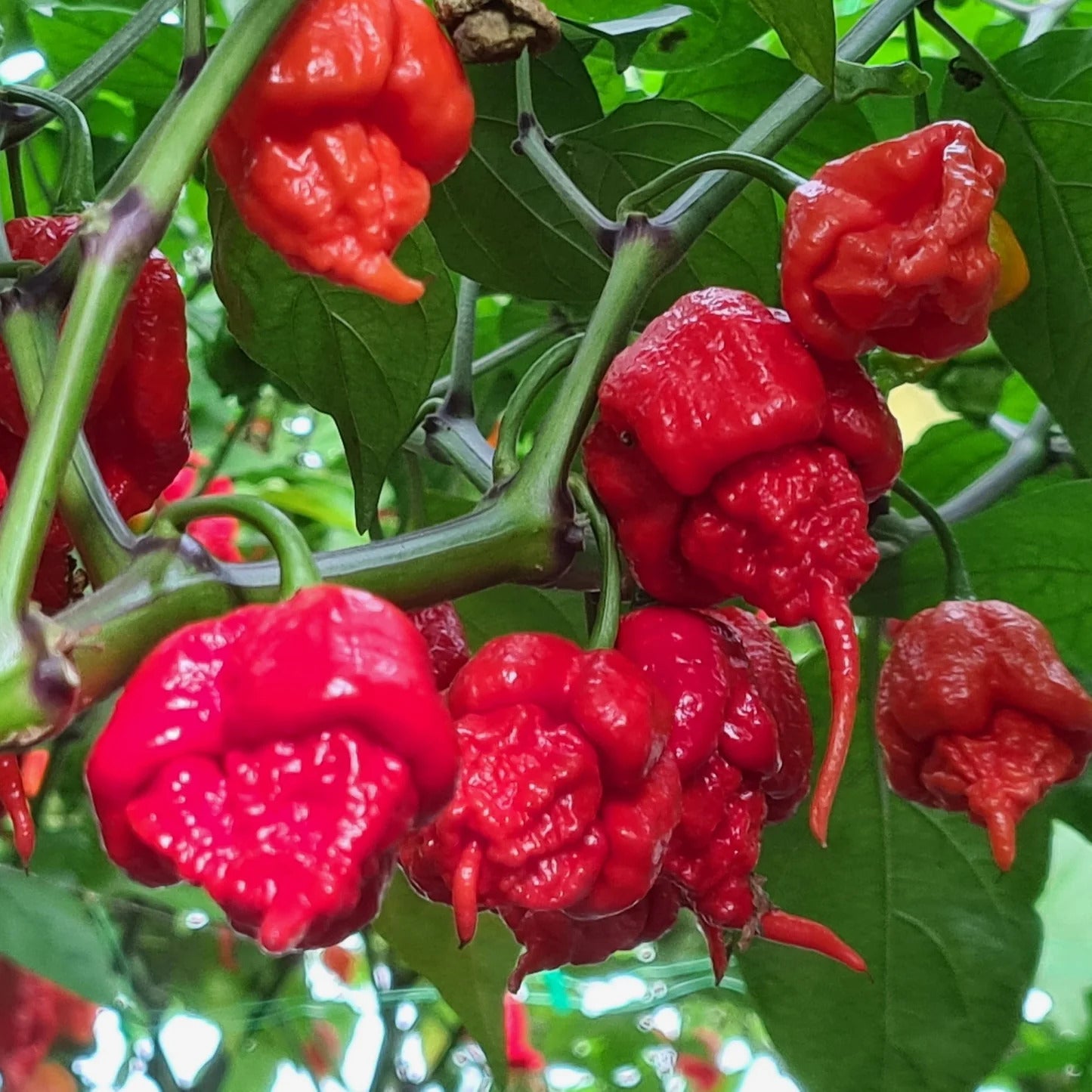 Non-GMO Carolina Reaper seeds for planting