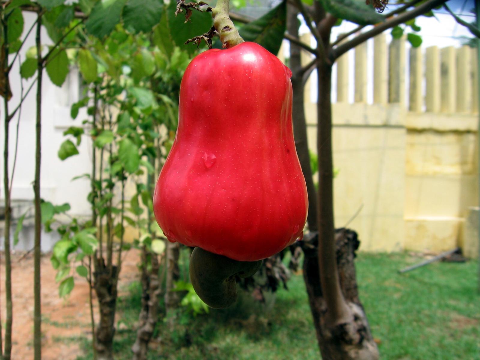 Non-GMO cashew tree seeds for tropical planting