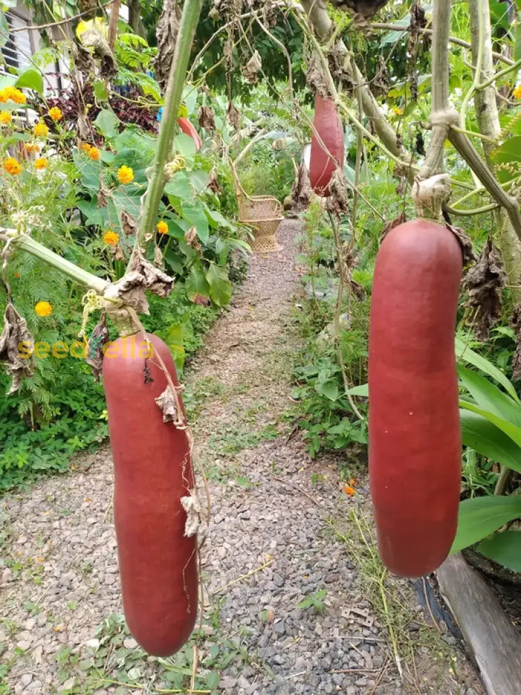 Non-GMO Cassabanana seeds for garden planting