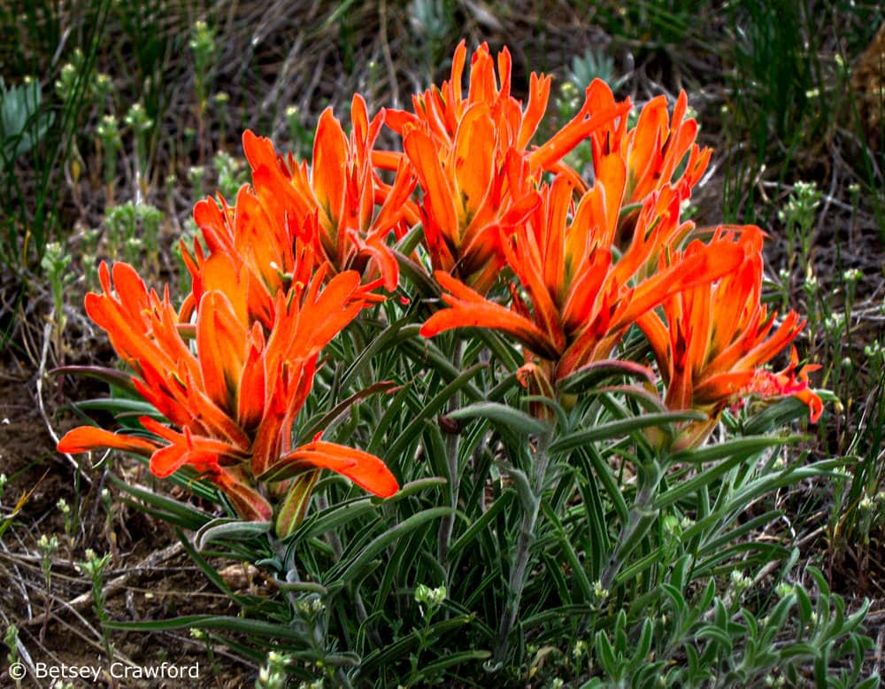Non Gmo Castilleja Miniata Seeds