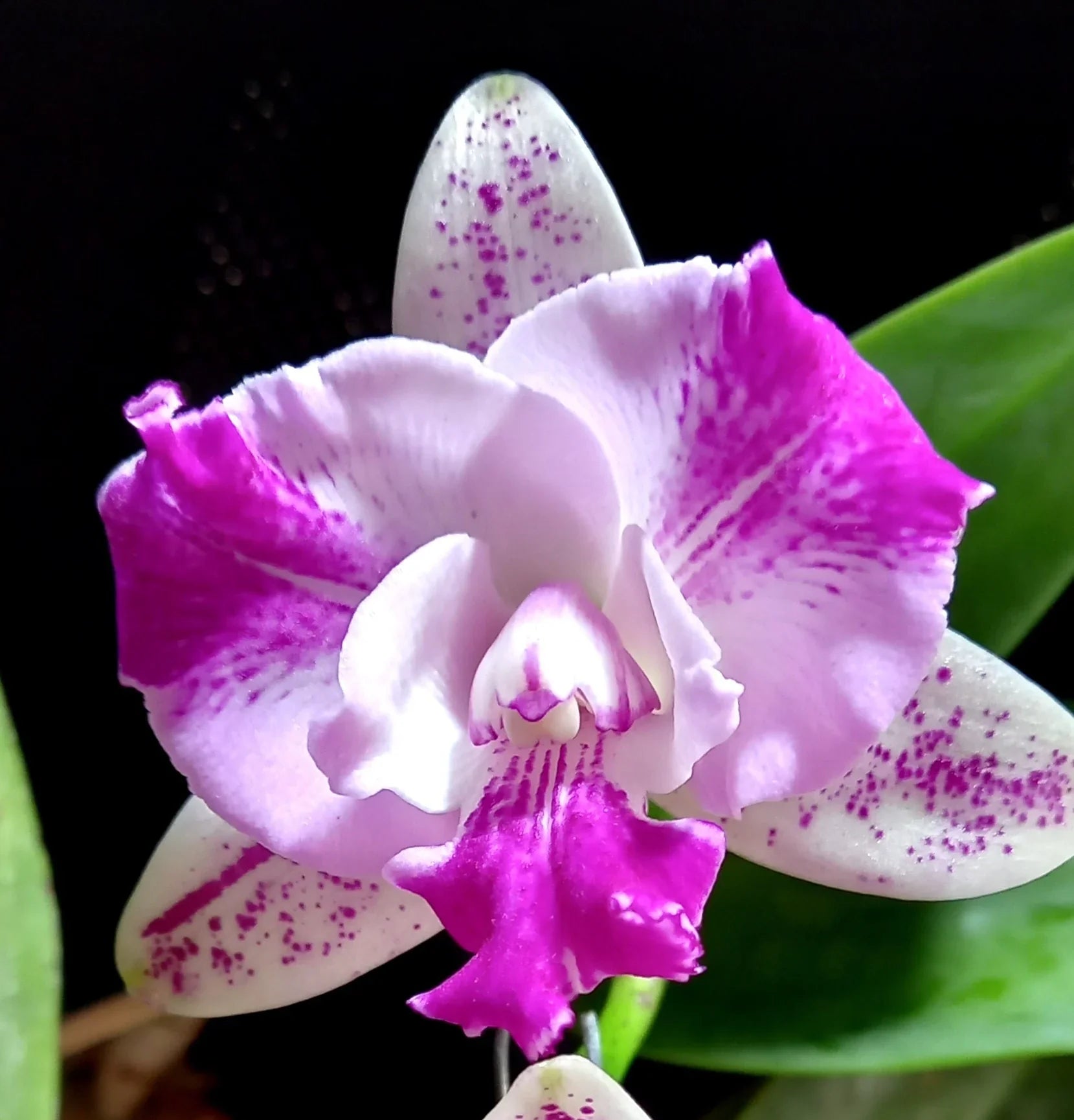 Non-GMO Cattleya Orchid Seeds