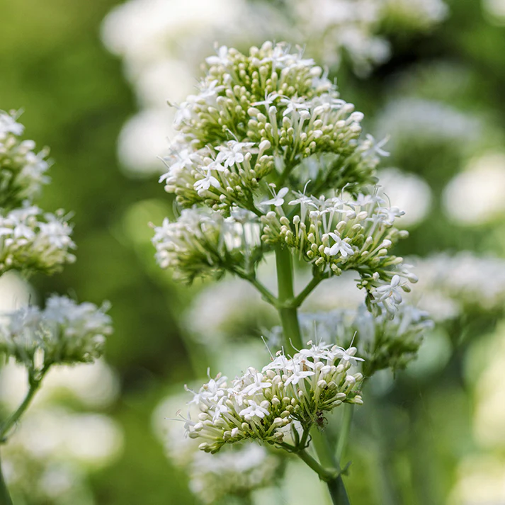 Non-GMO Centranthus Ruber Albus Flower Seeds