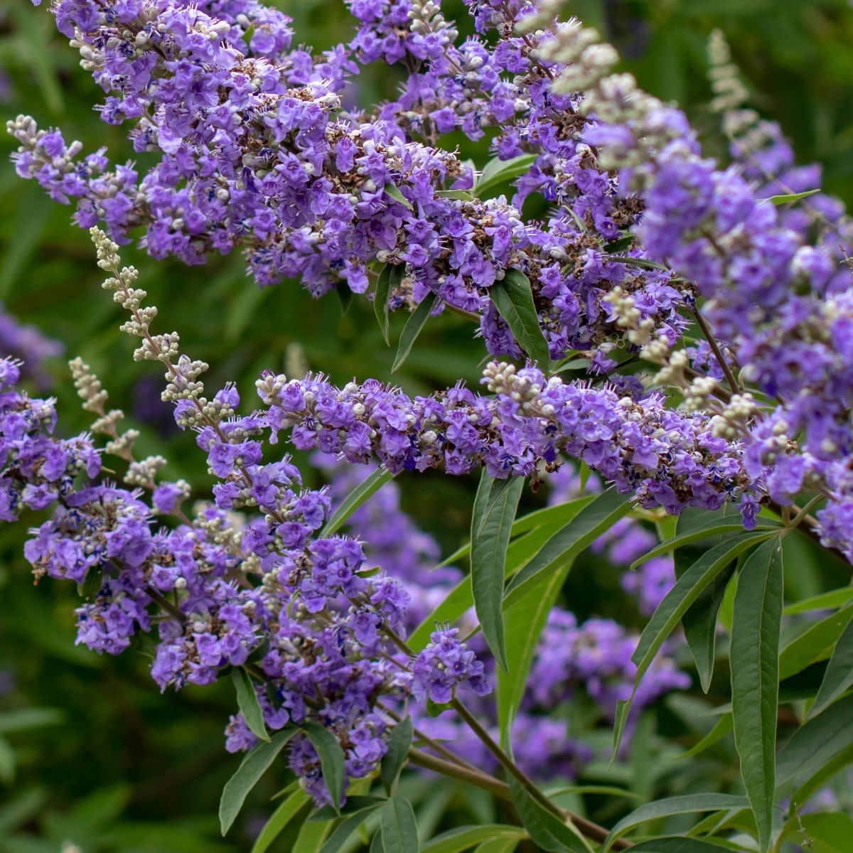 Non Gmo Chasteberry Seeds