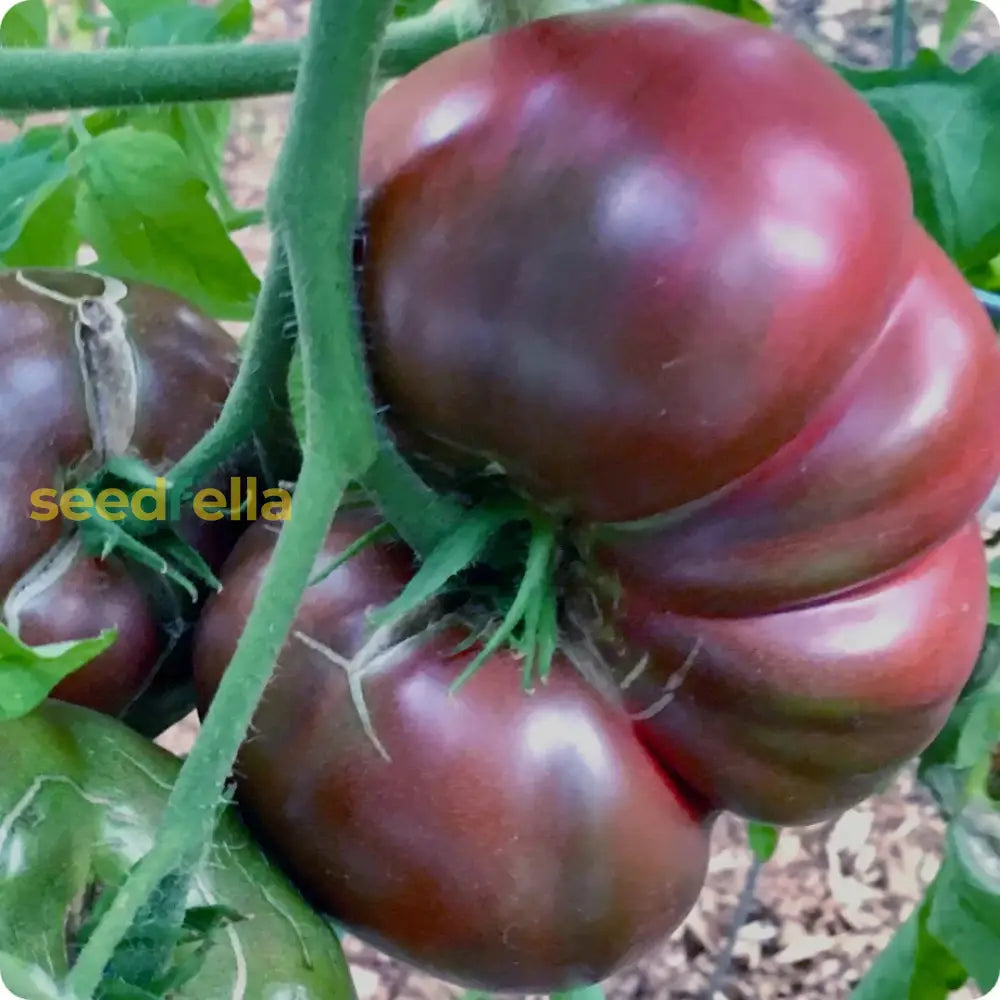 Non GMO Cherokee Purple tomato seeds