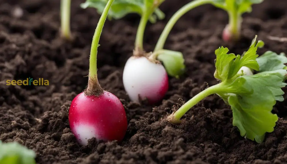 Non GMO Cherry Belle radish seeds