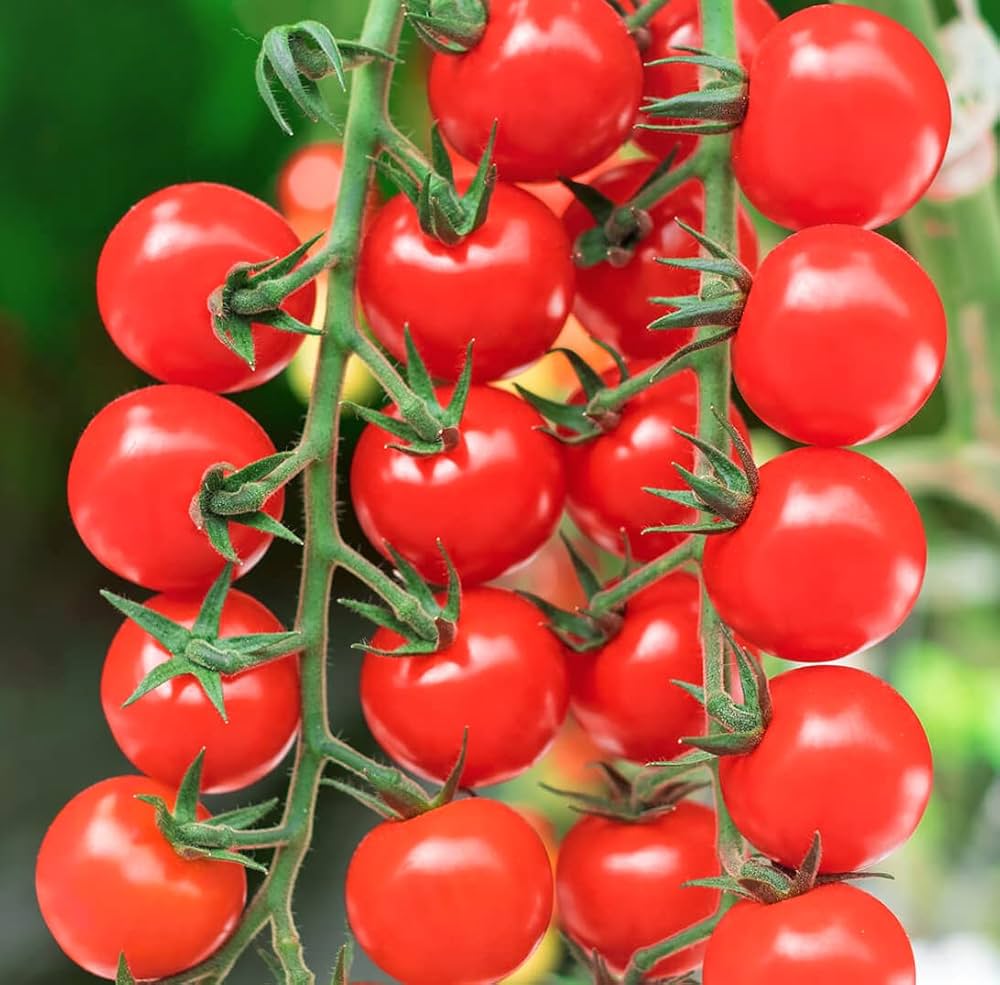 Non-GMO Cherry Tomato seeds for home gardens
