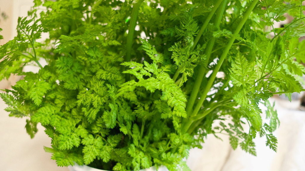 Non-GMO Chervil herb seeds for ornamental gardens