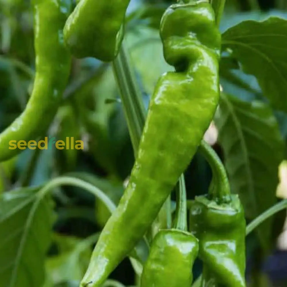 Non GMO chili pepper seeds for warm season gardening