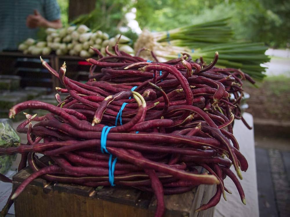 Non-GMO Chinese Bean seeds for vegetable patch