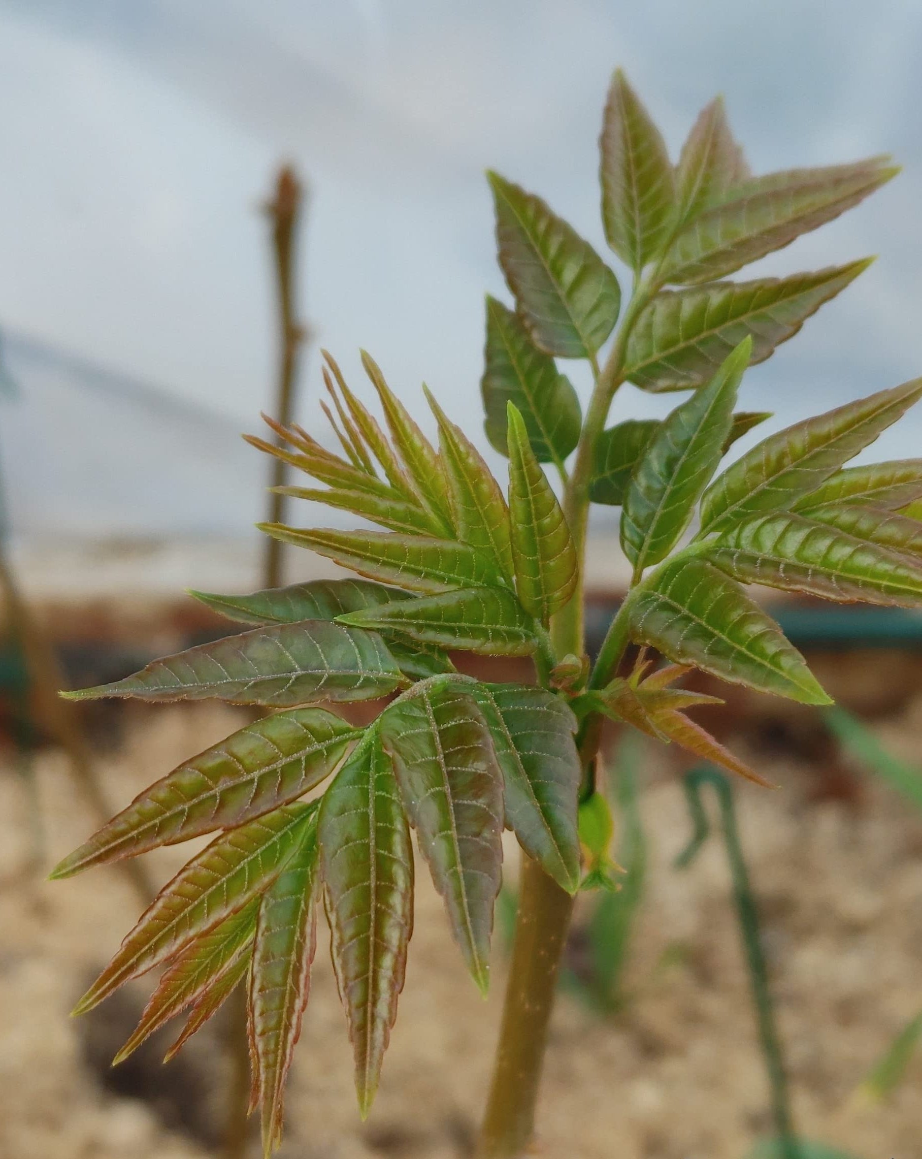 Non-GMO Chinese Toon vegetable seeds