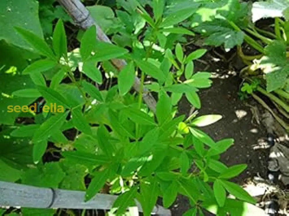 Non GMO Chipilin vegetable seeds