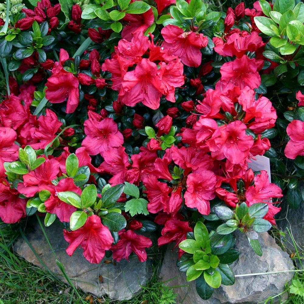 Non-GMO Chocolate Azalea Red Flower Seeds