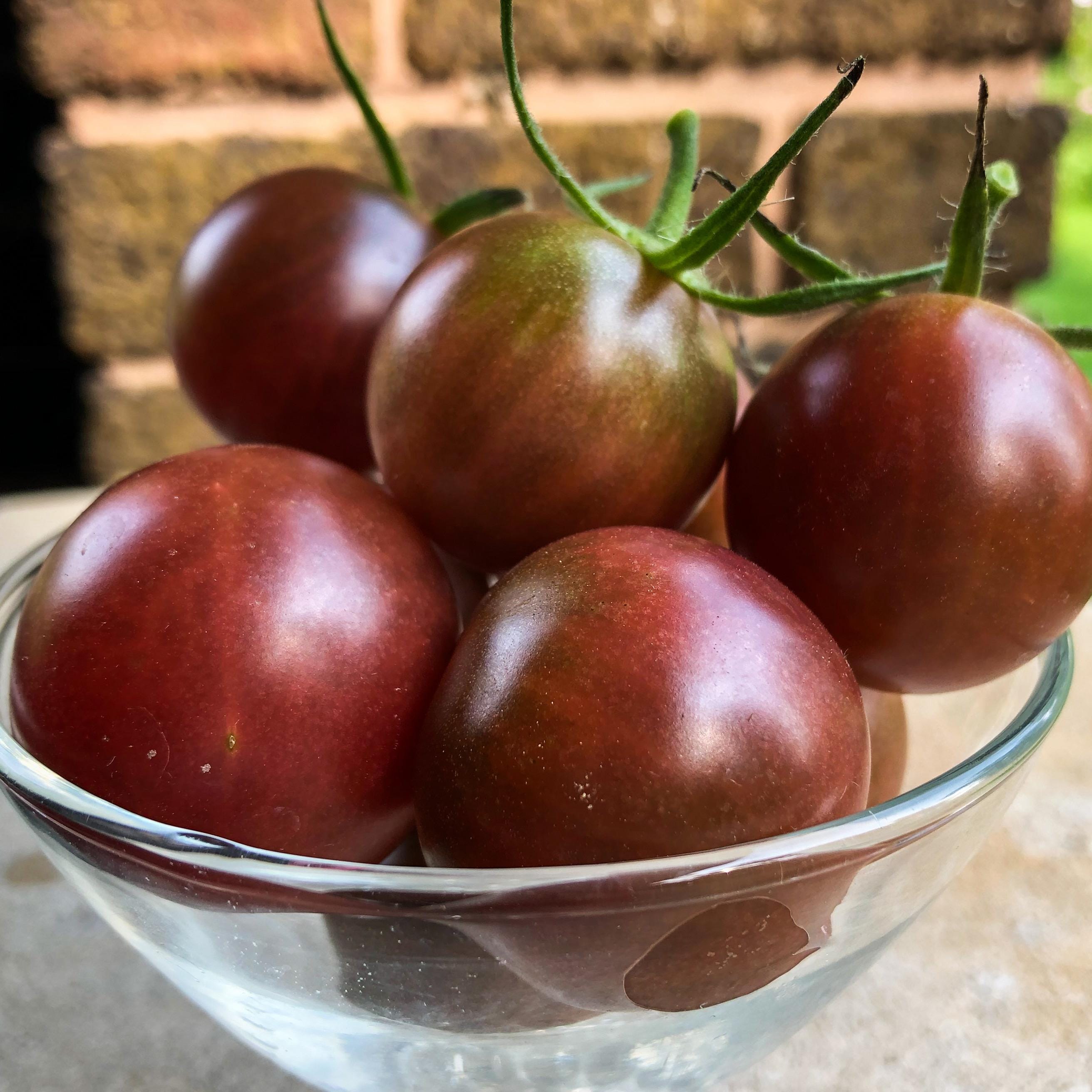 Non GMO chocolate brown tomato seeds