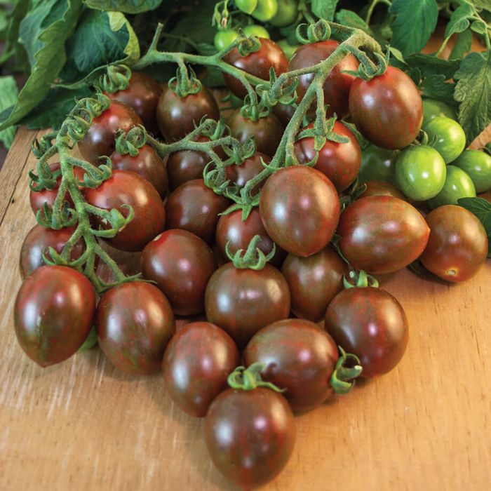 Non GMO chocolate tomato seeds