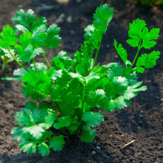 Non GMO cilantro coriander seeds
