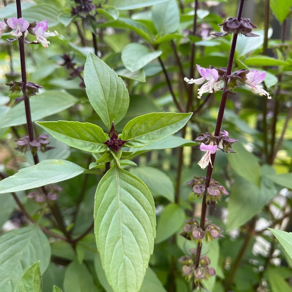 Non-GMO Cinnamon Basil seeds for ornamental herb gardens