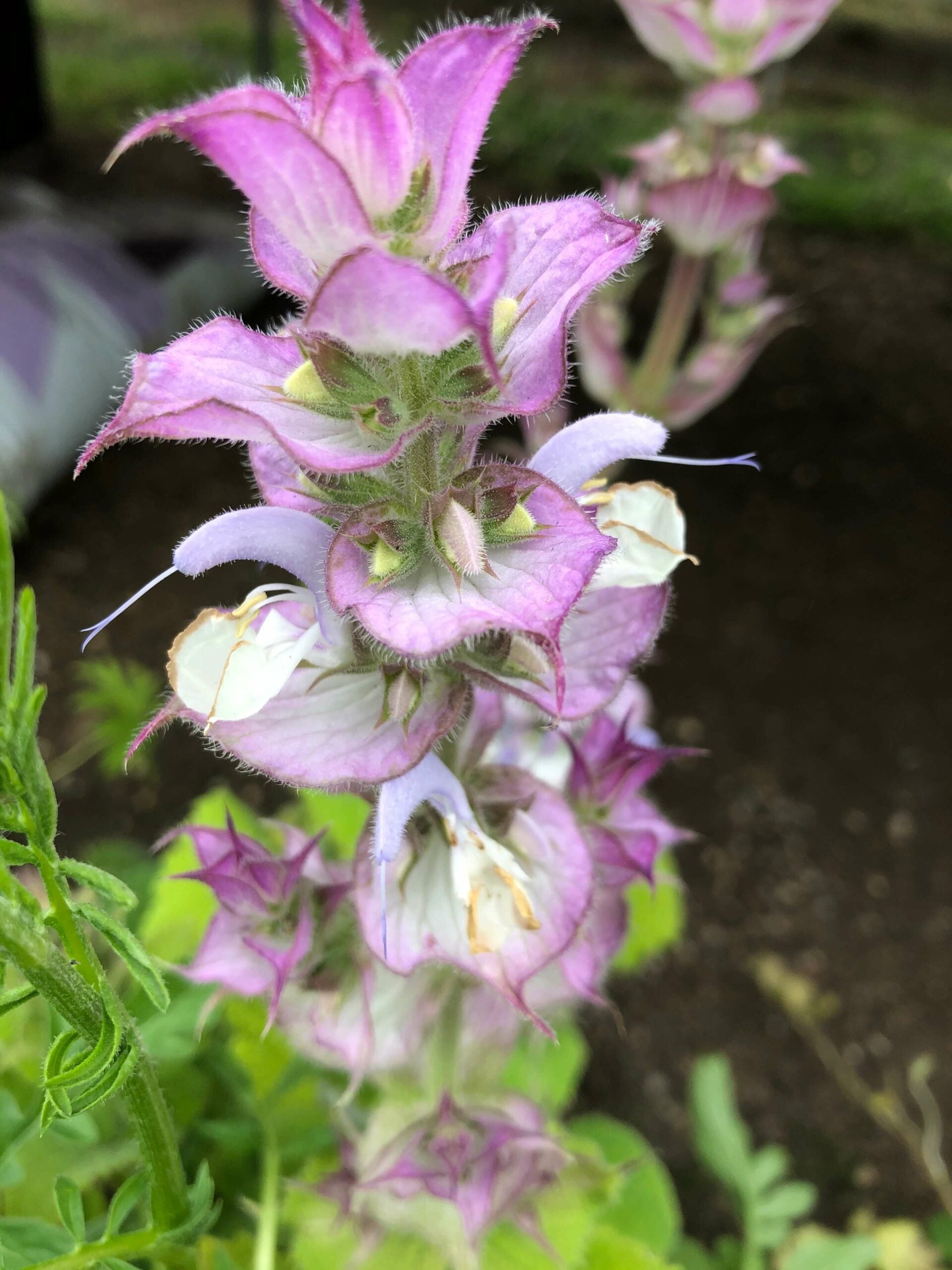 Non-GMO Clary Sage flower seeds for cottage gardens