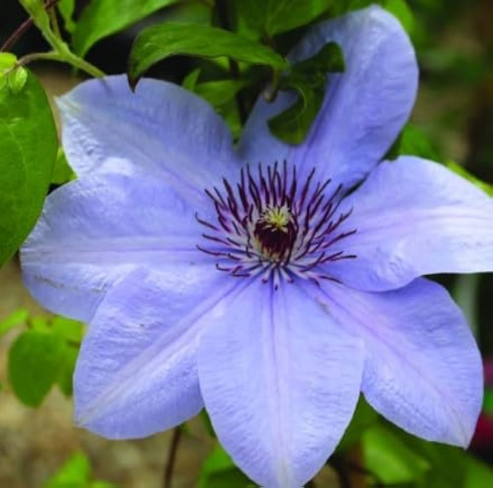 Non-GMO Dark Blue Clematis Seeds for Gardening