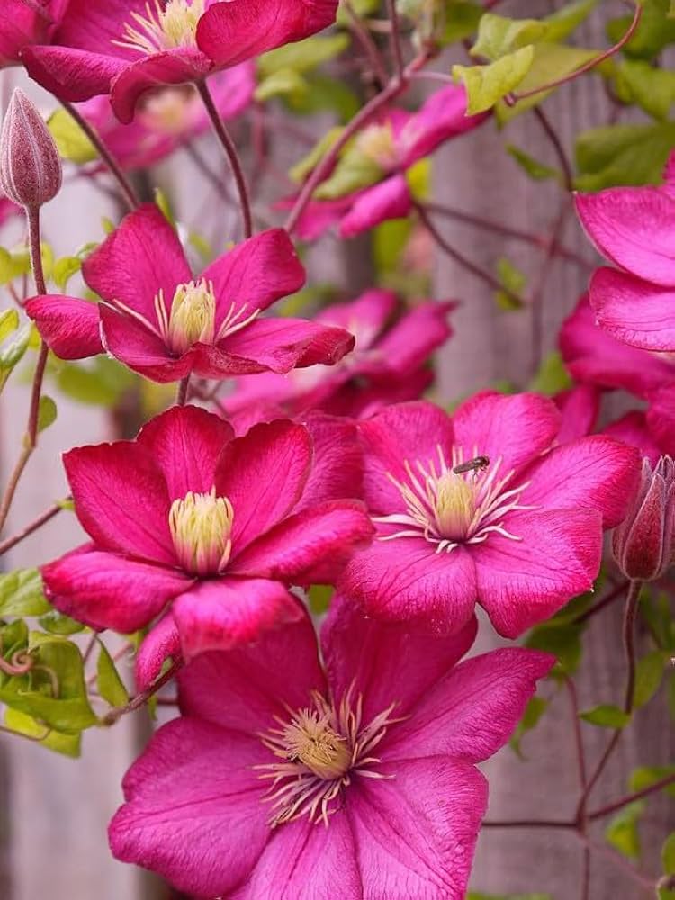 Non-GMO Dark Pink Clematis Seeds for Gardening