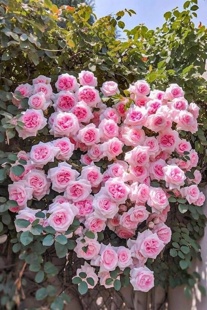 Non-GMO Climbing Rose Seeds for trellises and fences