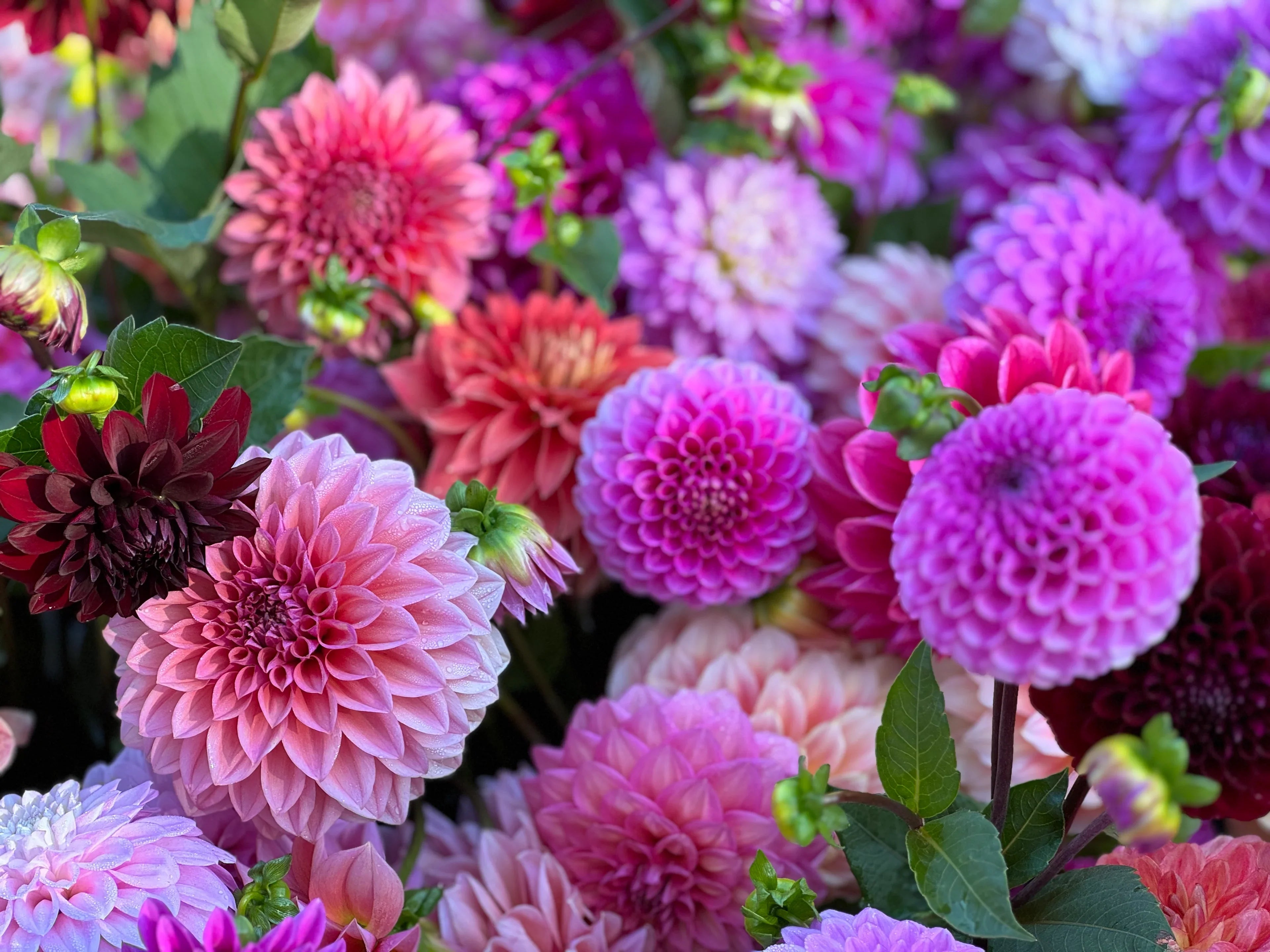 Premium Non-GMO Colorful Dahlia Seeds