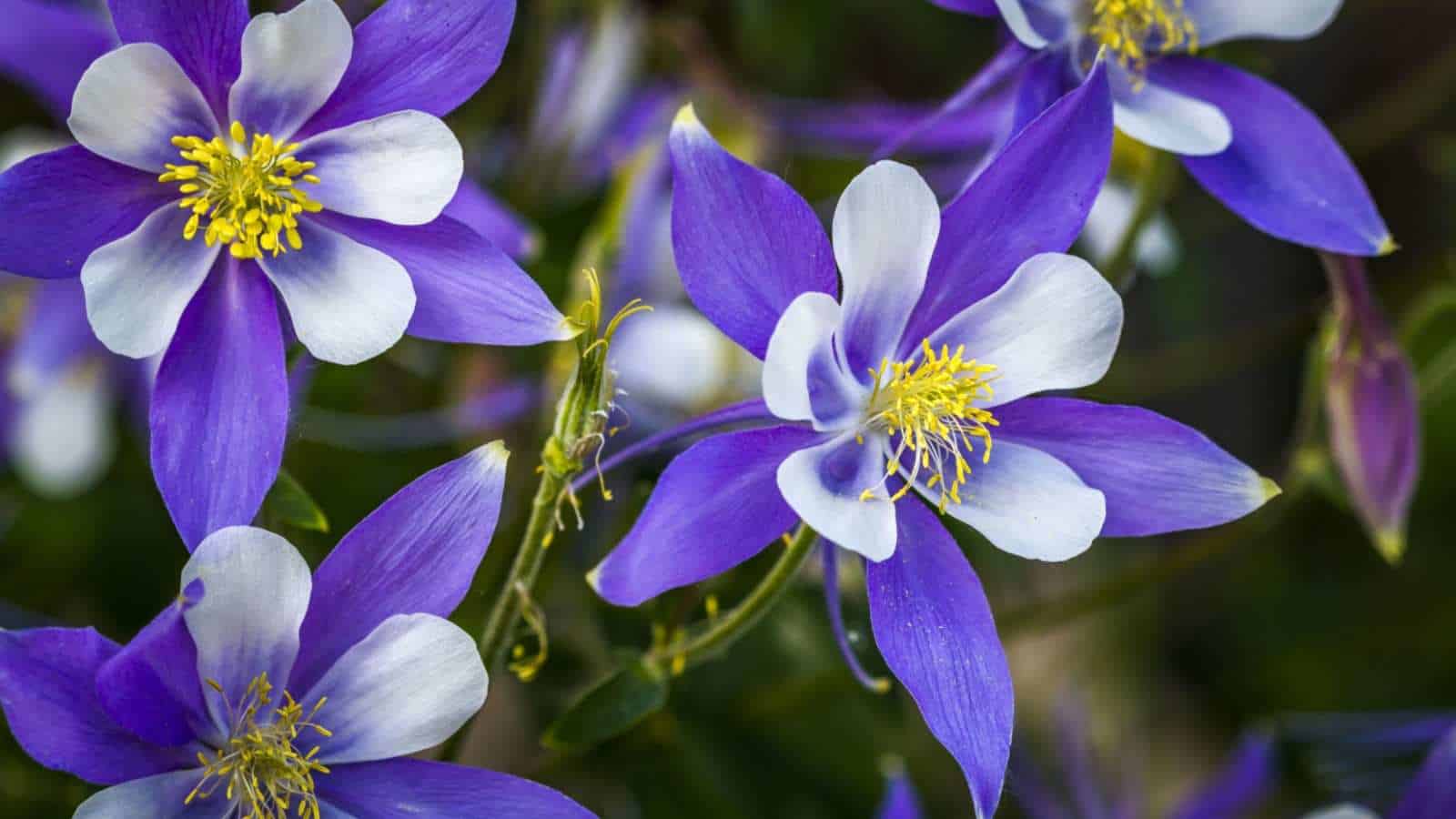 Non-GMO Columbine Flower Seeds