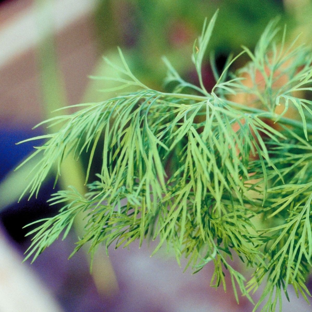 Non-GMO Compatto Dill seeds for borders and small gardens